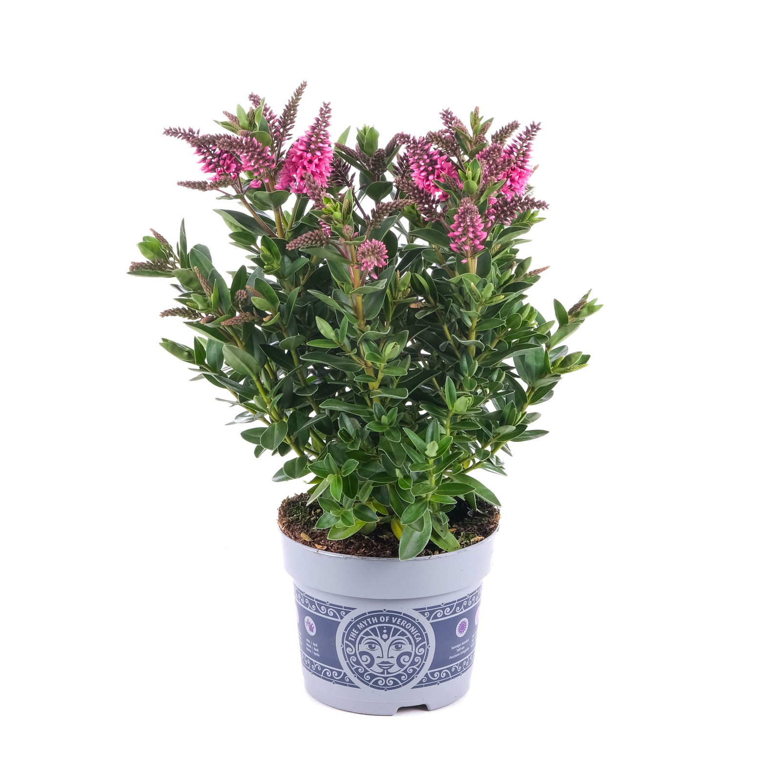 Hebe 'All Blooms®' rosa, Topf-Ø 12 cm, 3er-Set