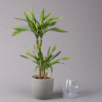 Duftender Drachenbaum 'Riki', Topf-Ø 19 cm, Höhe ca. 90 cm