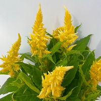 Celosia 'Kelos Fire Yellow' gelb. Topf-Ø 12 cm, 6er-Set