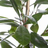 Ficus cyathistipula, Topf-Ø 21 cm, Höhe ca. 110 cm