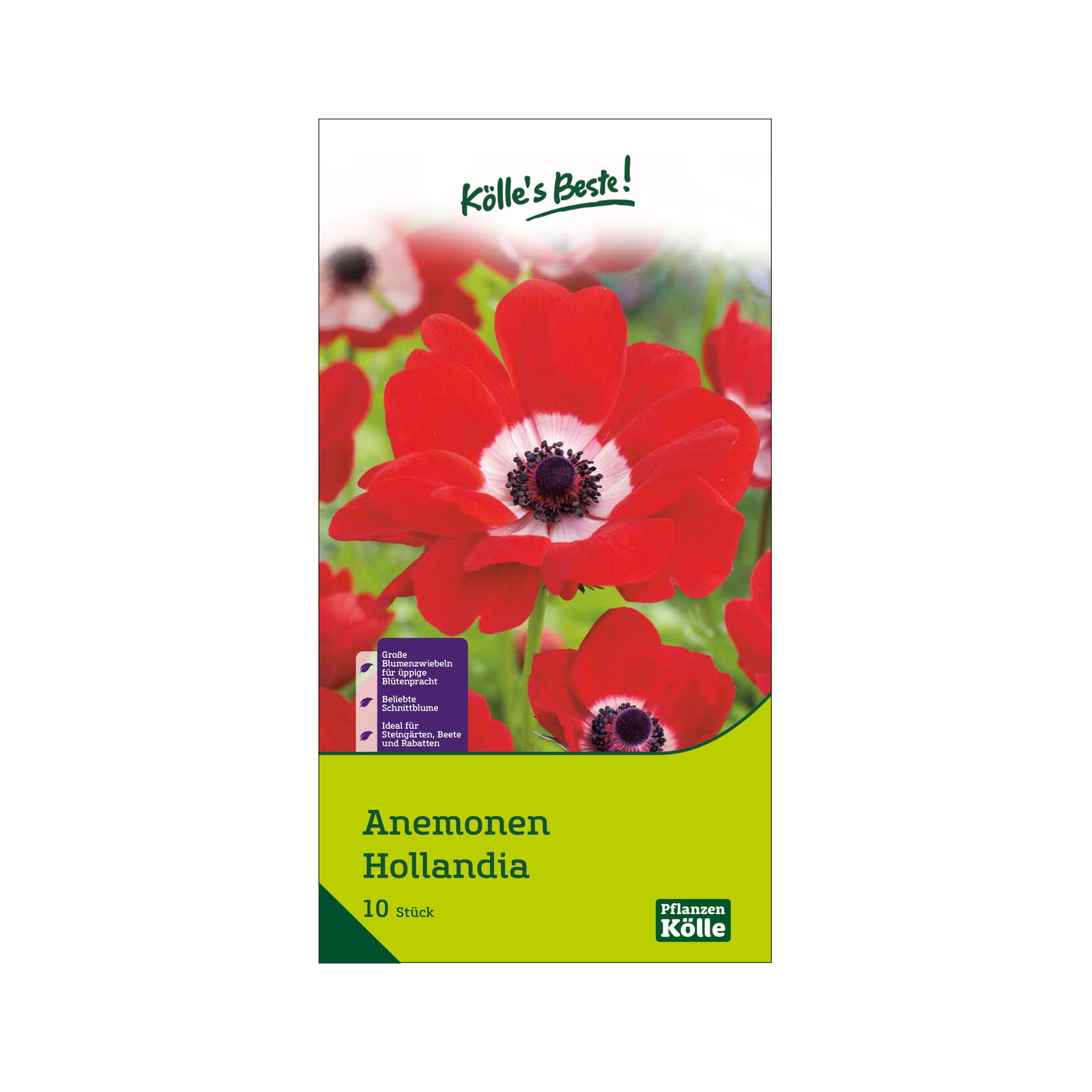 Kronen-Anemonen 'Hollandia', rot, Größe 7/8, 20 Blumenzwiebeln