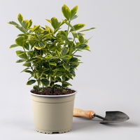 Japanischer Spindelstrauch, Euonymus japonicus 'Marieke',  Topf-Ø 17 cm, 2er-Set