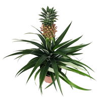 Zier-Ananas 'Amigo', Topf-Ø 12 cm, Höhe ca. 45 cm