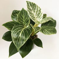 Philodendron 'White Measure', Topf-Ø 11 cm, Höhe ca. 20 cm