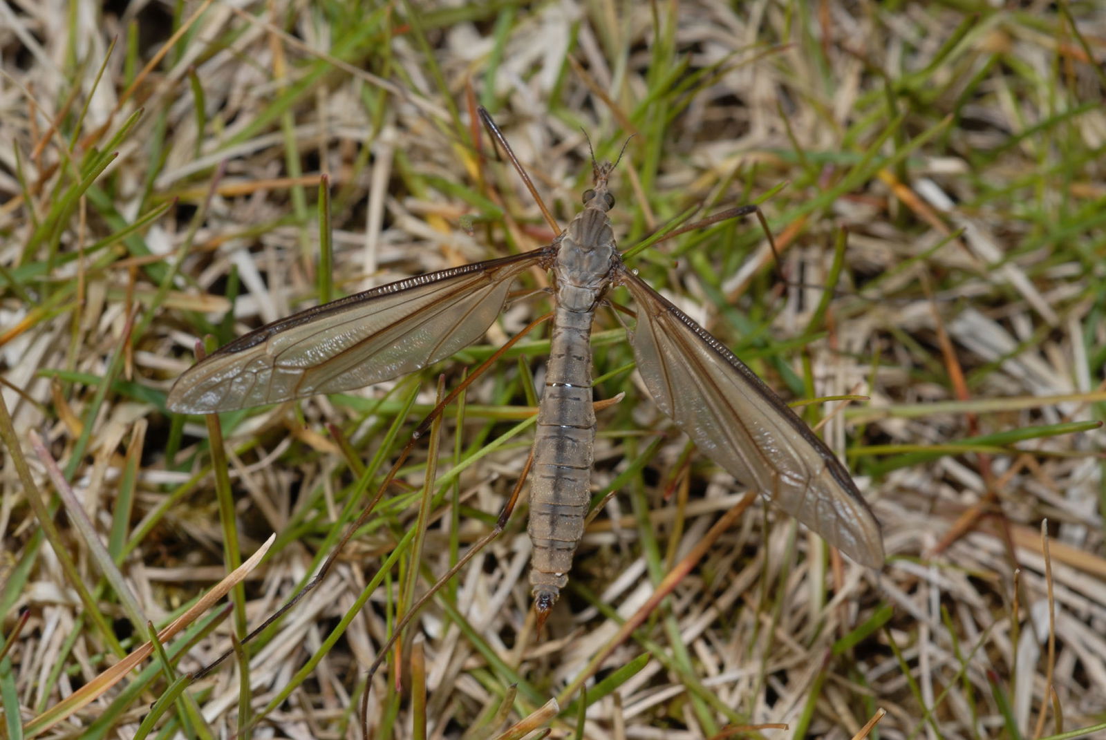 Wiesenschnake