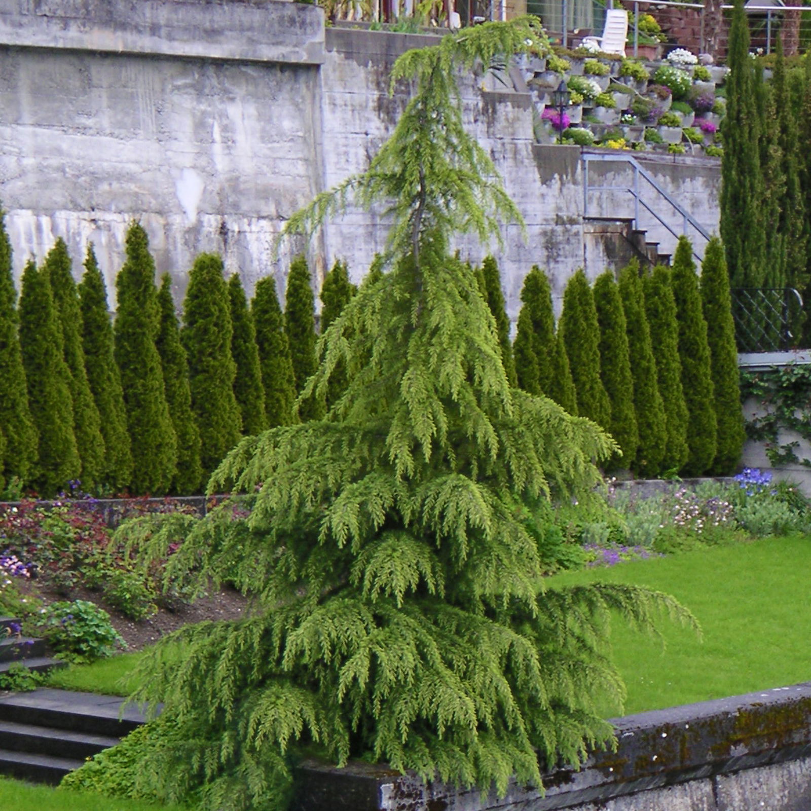 Himalaya-Zeder (Cedrus deodara), 2er-Set, Höhe ca. 40-60 cm, Topf 3 Liter