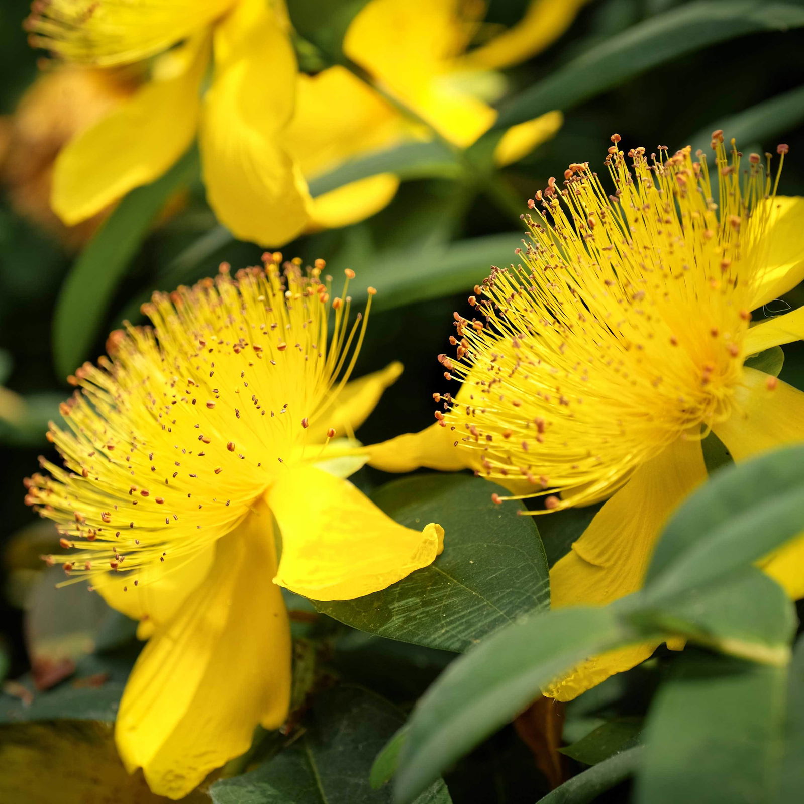 Hypericum 'Rose von Sharon', Topf-Ø 9 cm, 3er-Set