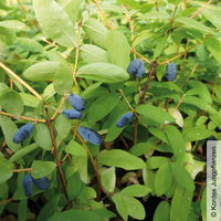 Sibirische Blaubeere, Lonicera kamtschatika 'Balaleika®', im Topf 5 lt.