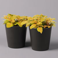 Fittonia 'Skeleton' inkl. Keramiktopf Dallas anthrazit, Topf-Ø 12 cm, 2er-Set