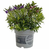 Hebe 'All Blooms®' Trio rot-weiß-blau, Topf 17 cm Ø