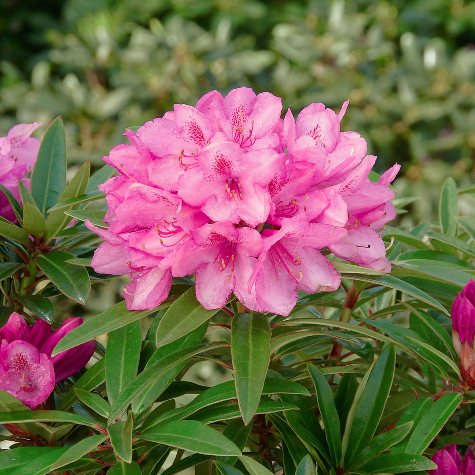 Rhododendron 'Graziella' hellrosa, Höhe 40-50 cm, Topf 7,5 Liter