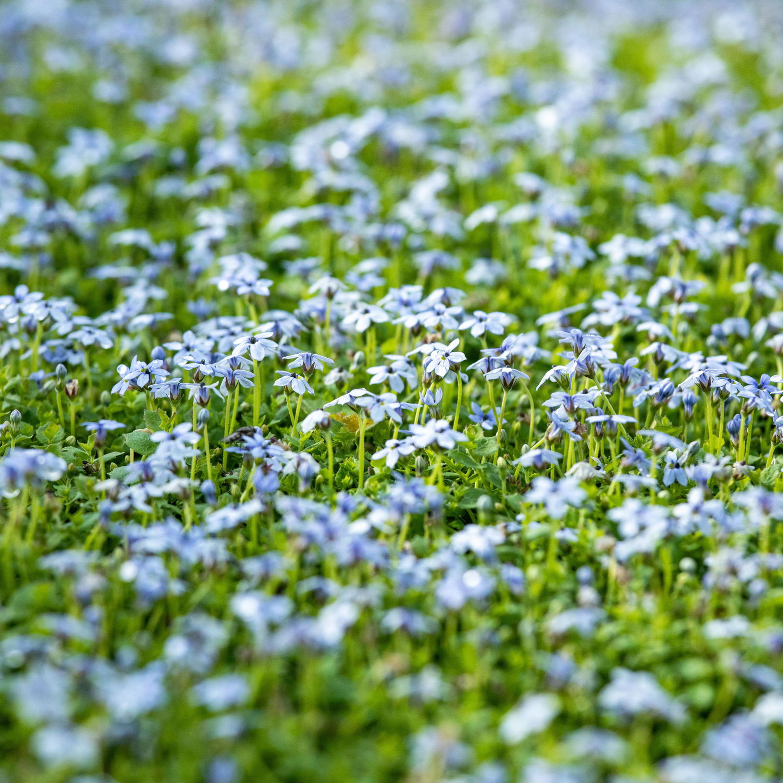 Isotoma fluviatilis hellblau, Topf-Ø 12 cm, 3er-Set