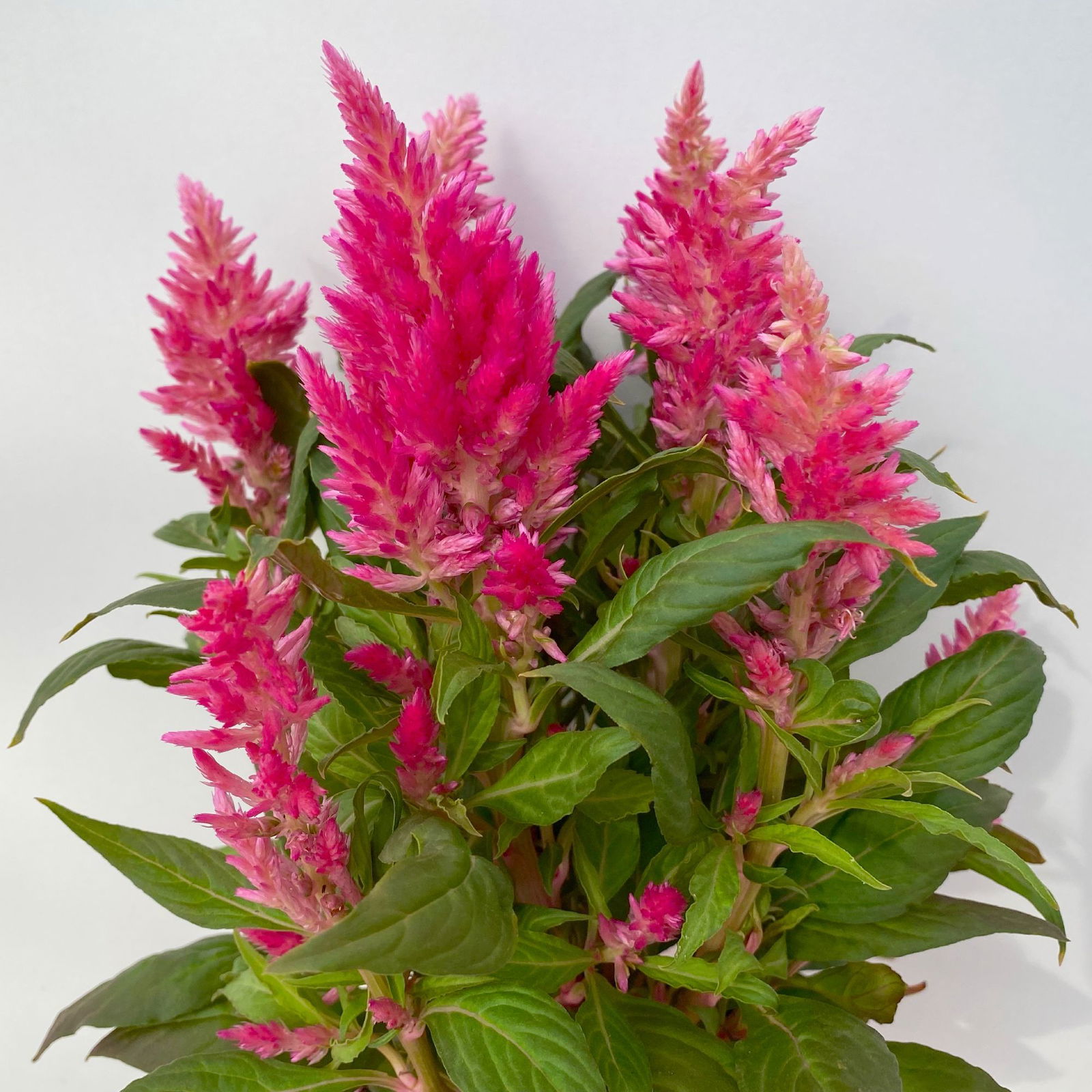 Celosia 'Kelos Fire Pink' pink, Topf-Ø 12 cm, 6er-Set