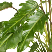 Philodendron xanadu, Topf-Ø 17 cm, Höhe ca. 55 cm