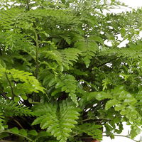 Asplenium 'Parvati', Topf-Ø 23 cm, Höhe ca. 50 cm