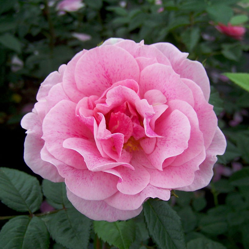 Kletterrose 'Camelot®', rosa mit pinkfarbener Zeichnung, Topf 5 Liter