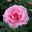 Kletterrose 'Camelot®', rosa mit pinkfarbener Zeichnung, Topf 5 Liter