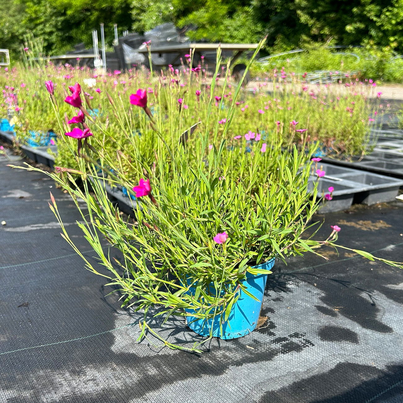 Bio Dianthus deltoides 'Roseus' pink, Topf-Ø 11 cm, 3er-Set