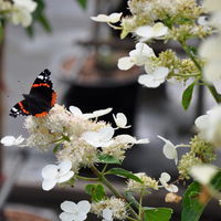 Kölle's Beste Rispen-Hortensie 'Kyushu' (Hydrangea paniculuata 'Kyushu') im 5 lt. Topf