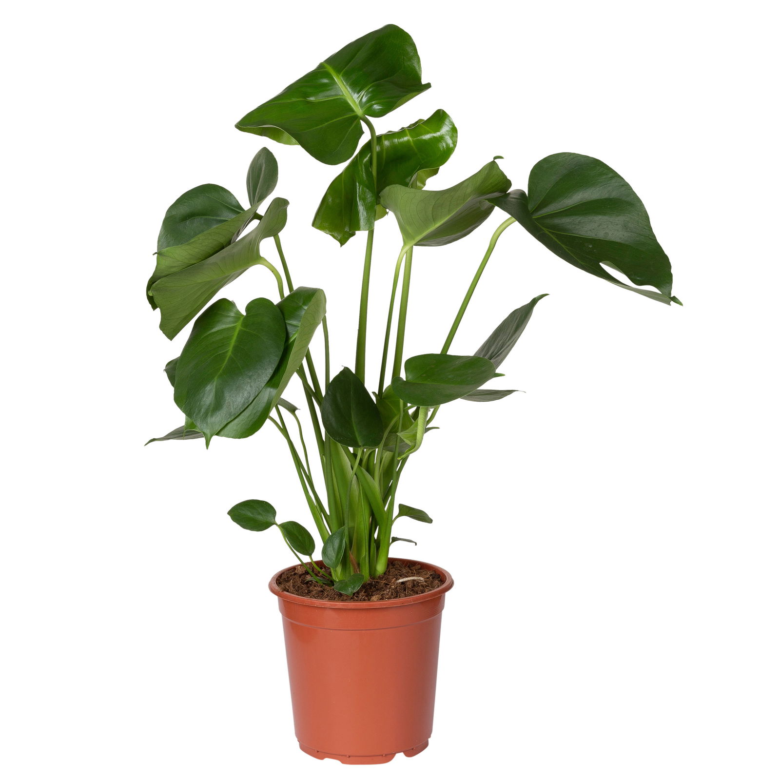 Monstera deliciosa, Topf-Ø 21 cm, Höhe ca. 50-70 cm