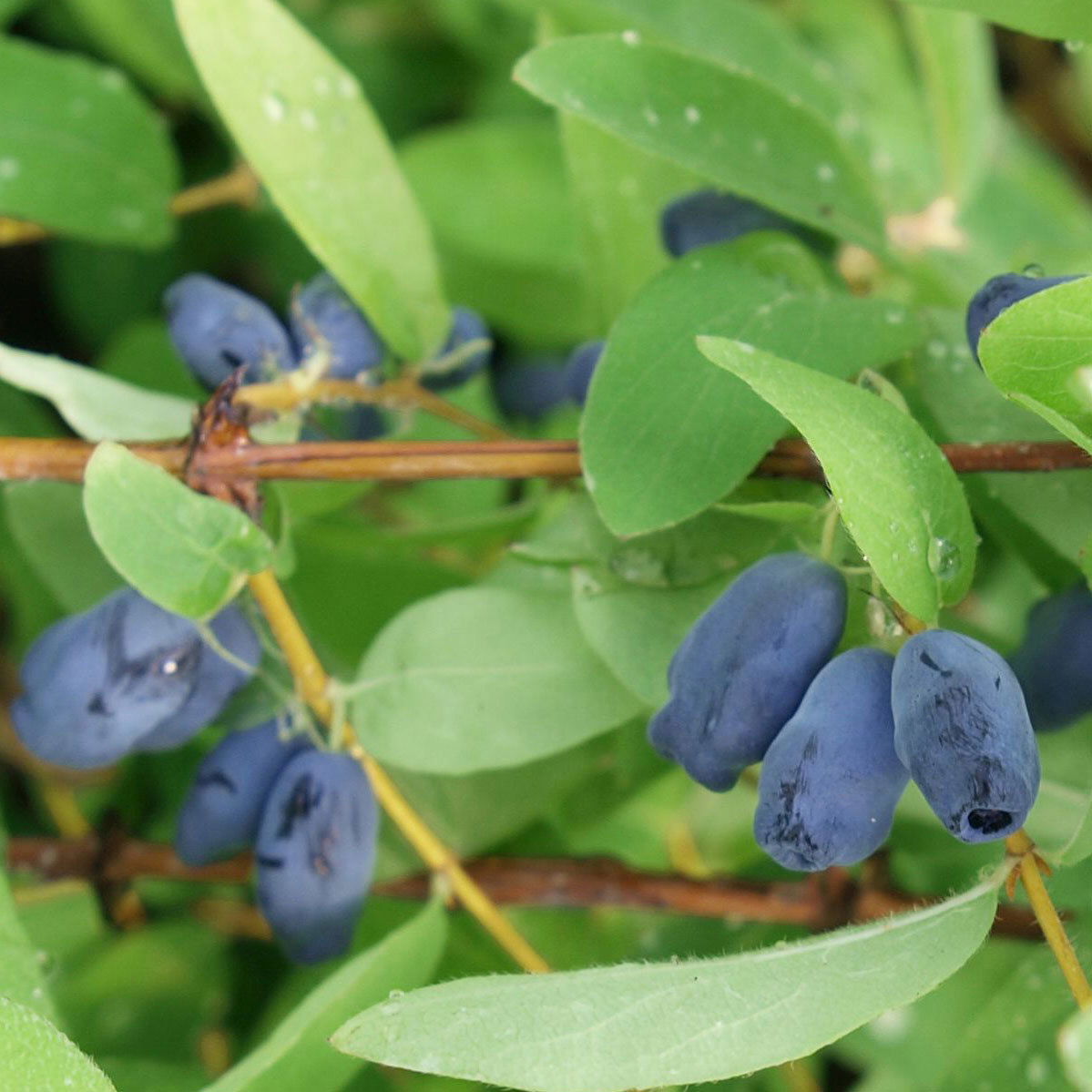 Sibirische Heidelbeeren (Lonicera kamtschatica) 4er-Set, Höhe 25-30 cm, Topf 3 l