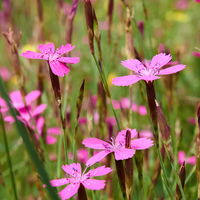 Bio Dianthus deltoides 'Roseus' pink, Topf-Ø 11 cm, 3er-Set