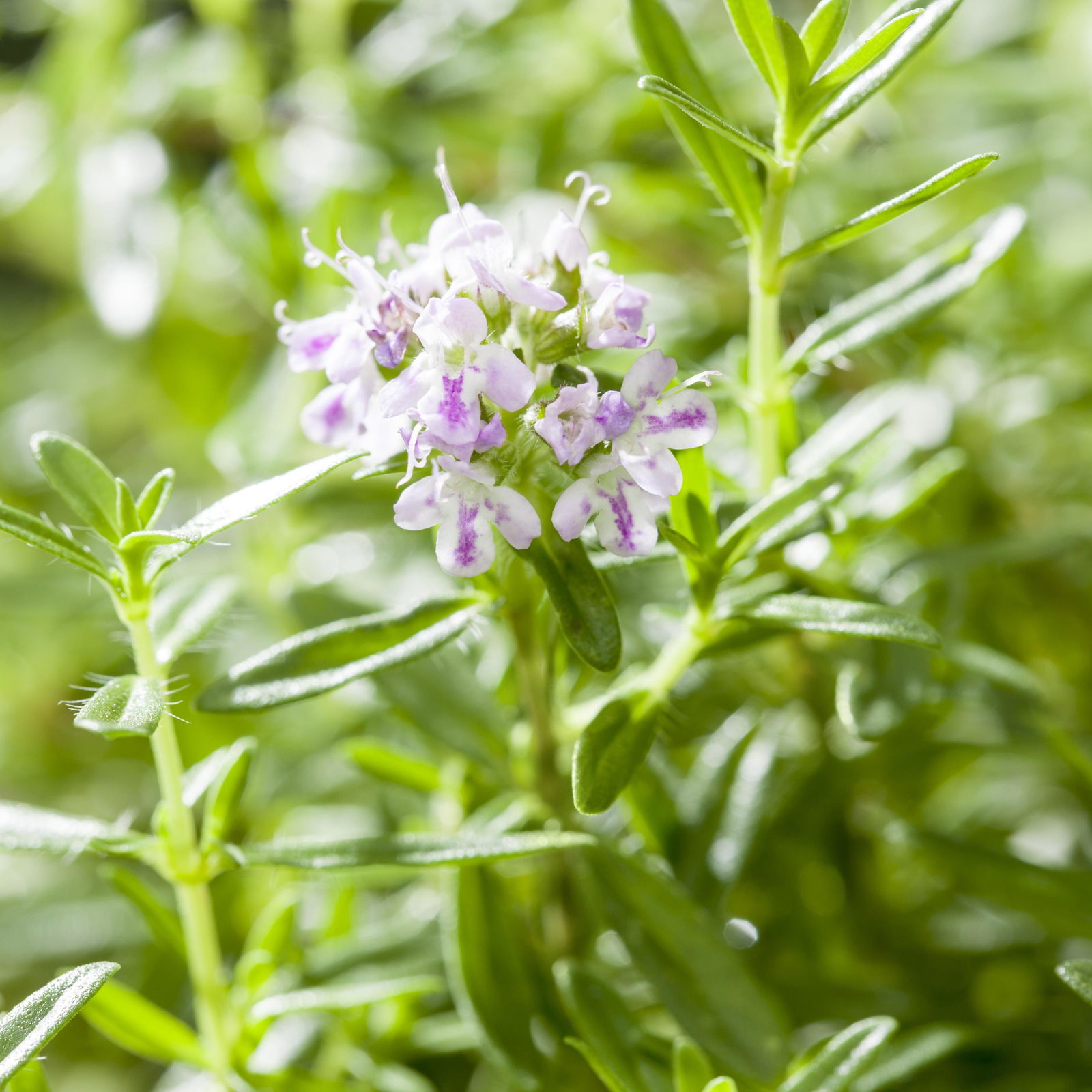 Bio Bergbohnenkraut, Topf-Ø 12cm, frisch aus unserer Bio-Gärtnerei