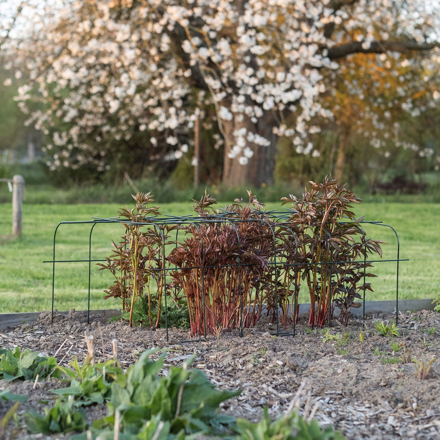 Bellissa Hortensienstütze 'ANNABELLE', 2er-Set, grün, H60 x L65 x L57 cm