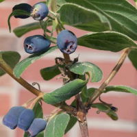 4er-Set Sibirische Blaubeere 'Blue Velvet'® (Lonicera kamtschatica), Höhe 25-30 cm, im 3 Liter Topf