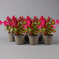 Celosia 'Hot Topic Red' rot, Topf-Ø 12 cm, 6er-Set