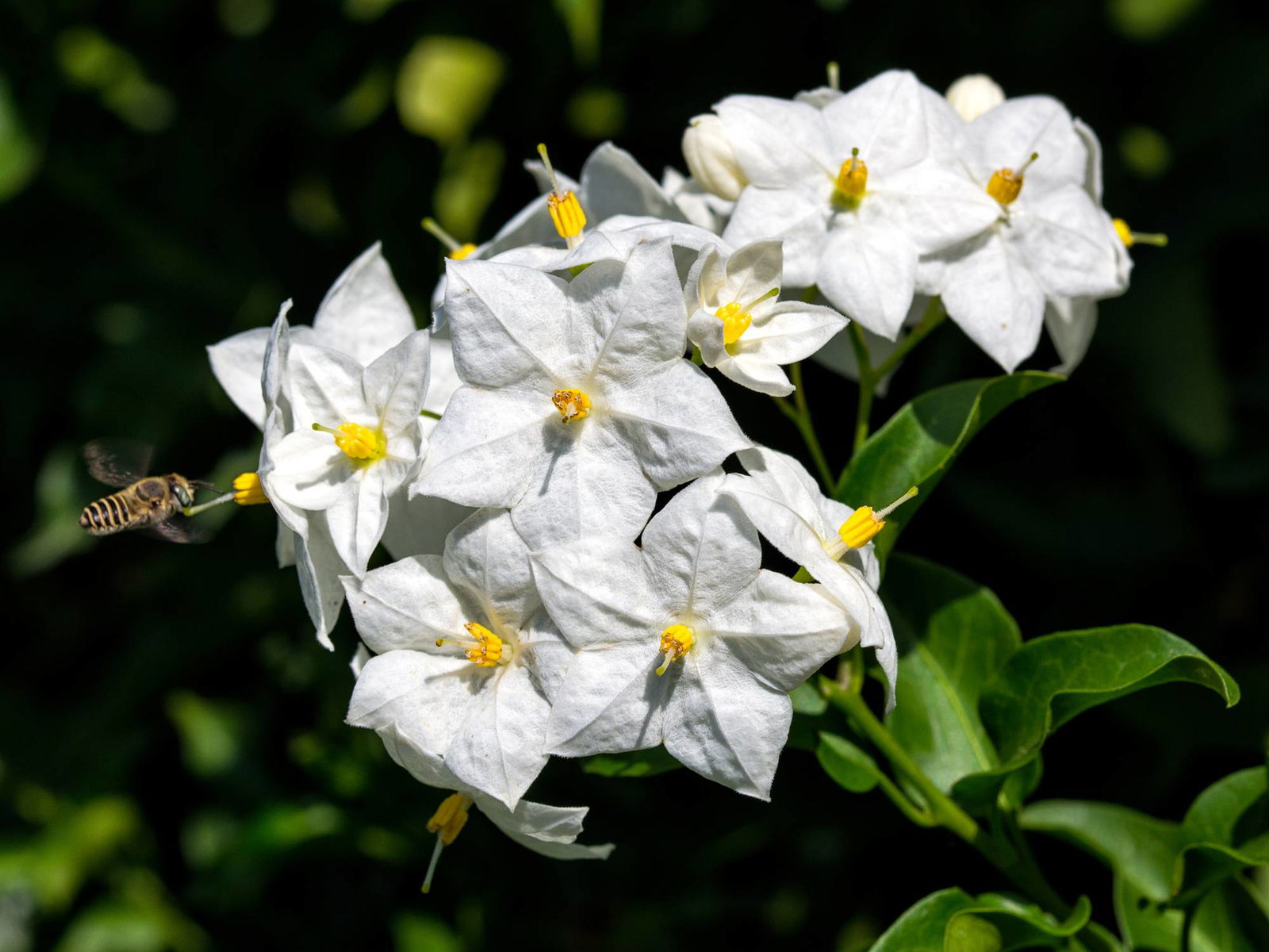 Jasmin Solanum