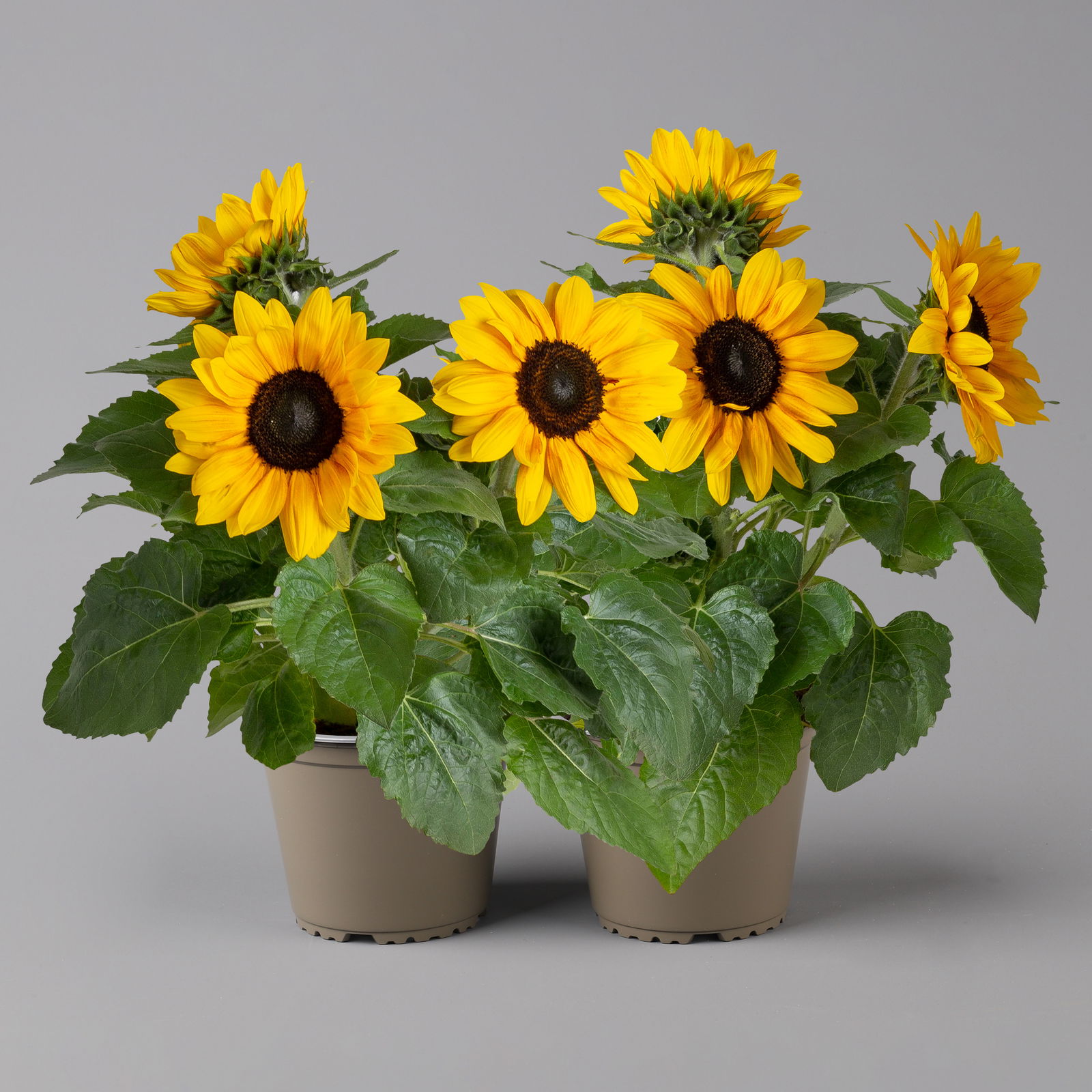 Sonnenblume verzweigt gelb, Topf-Ø 15 cm, 2er-Set