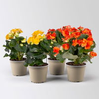 Elatior-Begonie, Topf-Ø 14 cm, gelb & orange, Höhe ca. 20-27 cm, 4er-Set