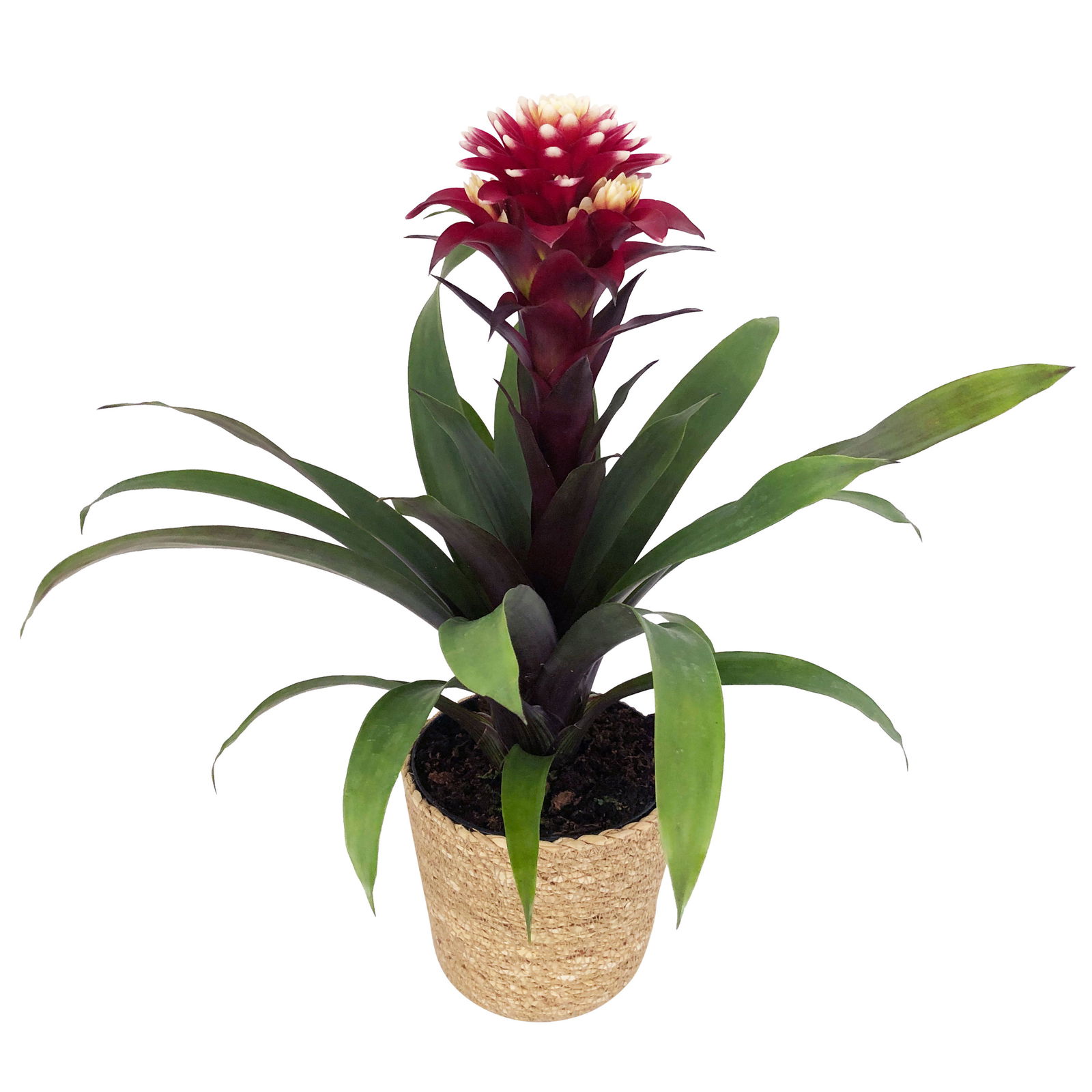 Guzmania 'Francesca', lila-weiß, Topf-Ø 12 cm, mit Korb Maki, Höhe ca. 40 cm