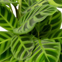 Calathea zebrina, Topf-Ø 14 cm, Höhe ca. 35-45 cm