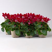 Alpenveilchen 'Djix Dark Red' dunkelrot, Topf-Ø 12cm, 6 Stück