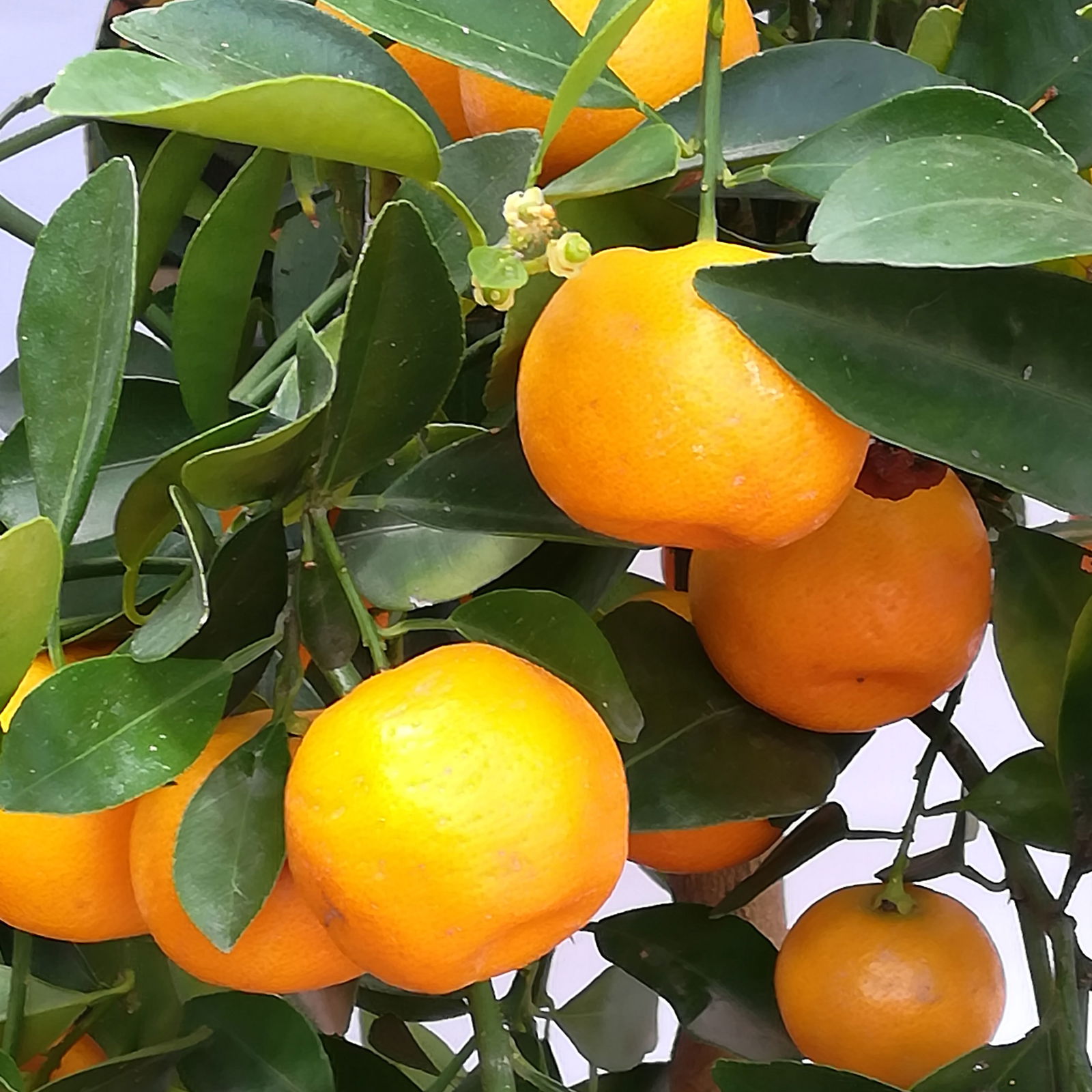 Calamondin, Stamm, Topf-Ø 20 cm, Höhe ca. 60 cm