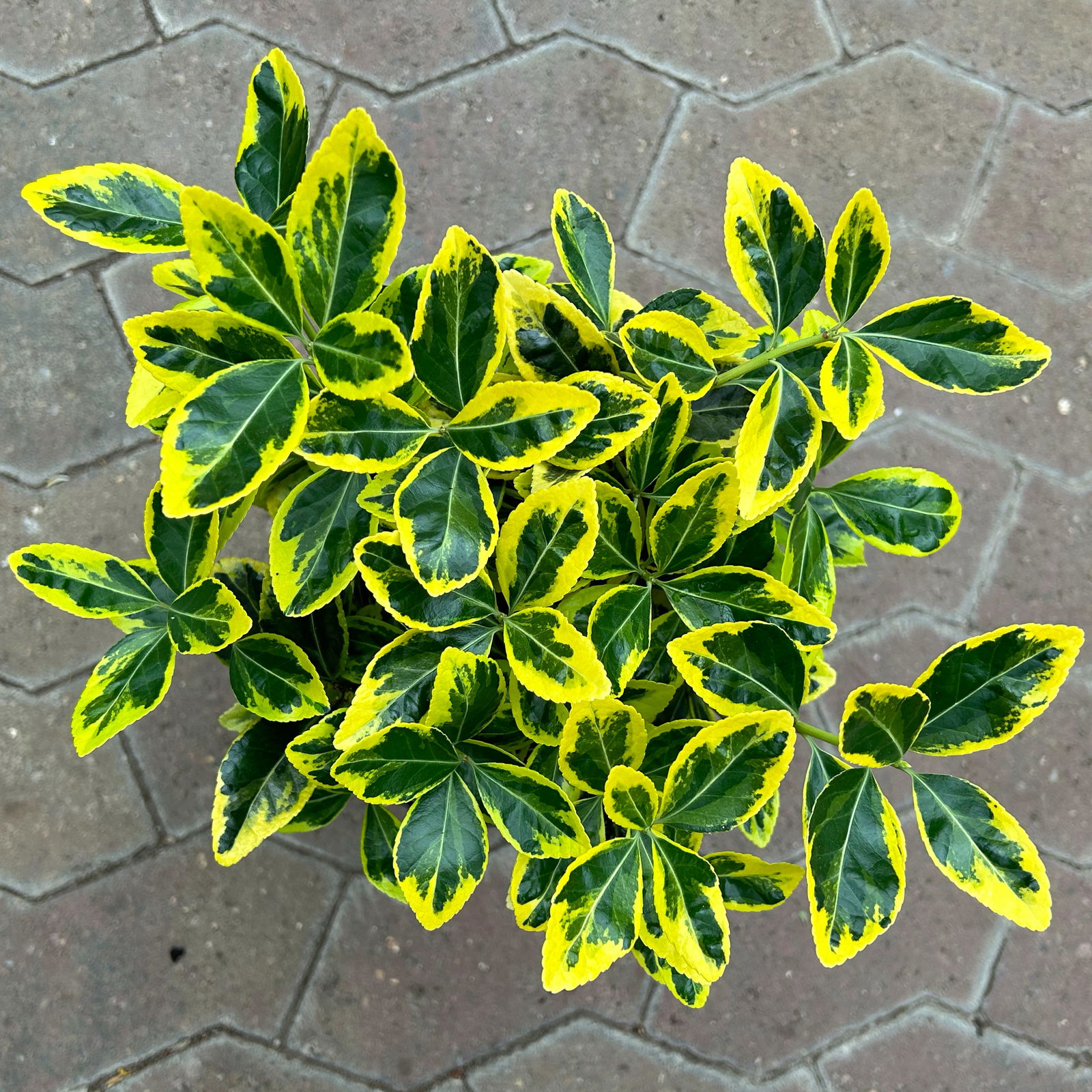 Japanischer Spindelstrauch, Euonymus japonicus 'Marieke',  Topf-Ø 17 cm, 2er-Set