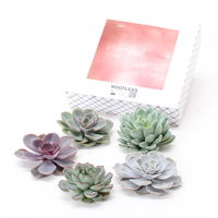 Schnitt-Echeveria Mix, 5 Stück in DIY Box, 7-10 cm Ø