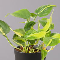 Philodendron 'Brasil' in Keramiktopf Dallas anthrazit, Topf-Ø 12cm, 2er-Set