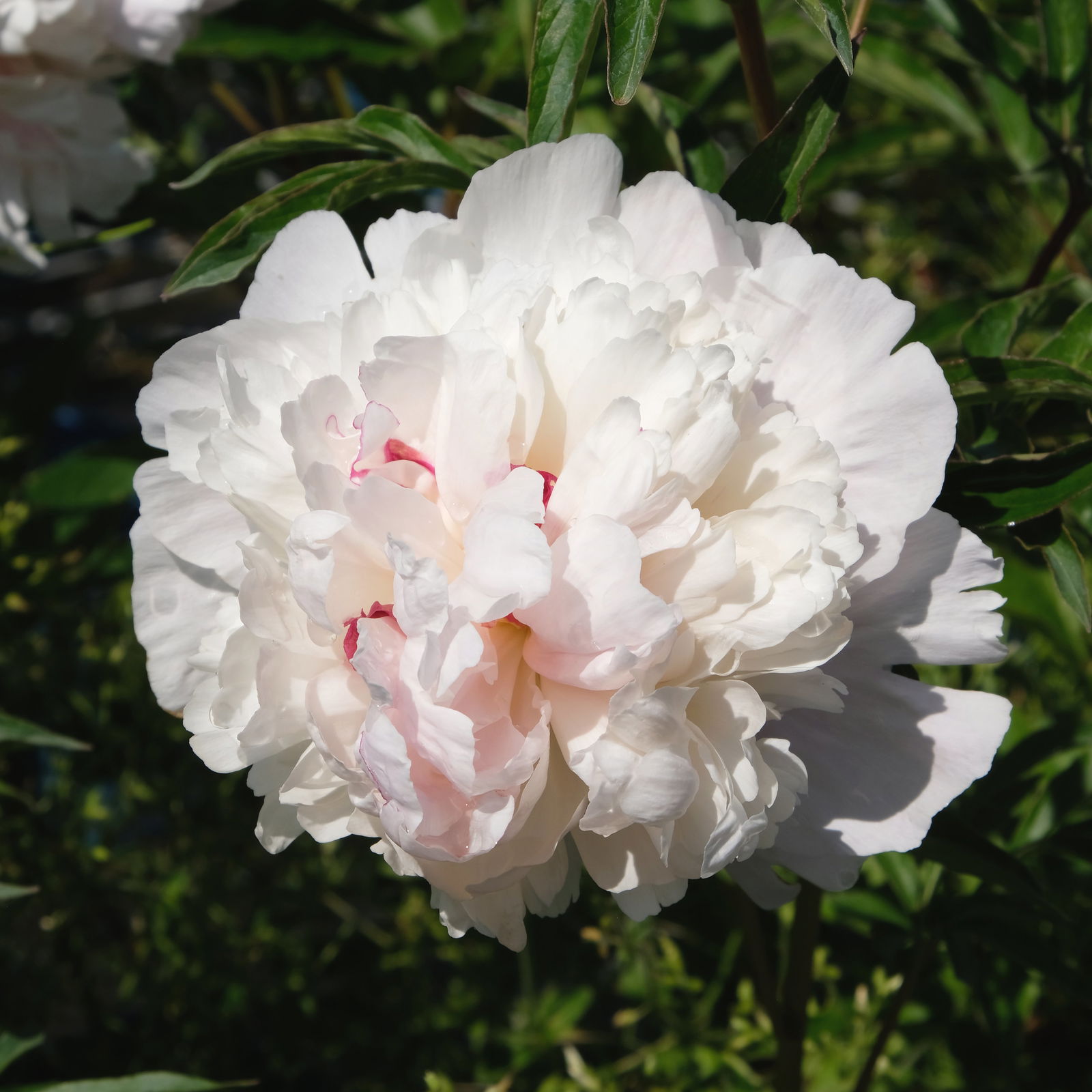 Pfingstrose, Paeonia lactiflora 'Shirley Temple', zartrosa, Topf 3 l