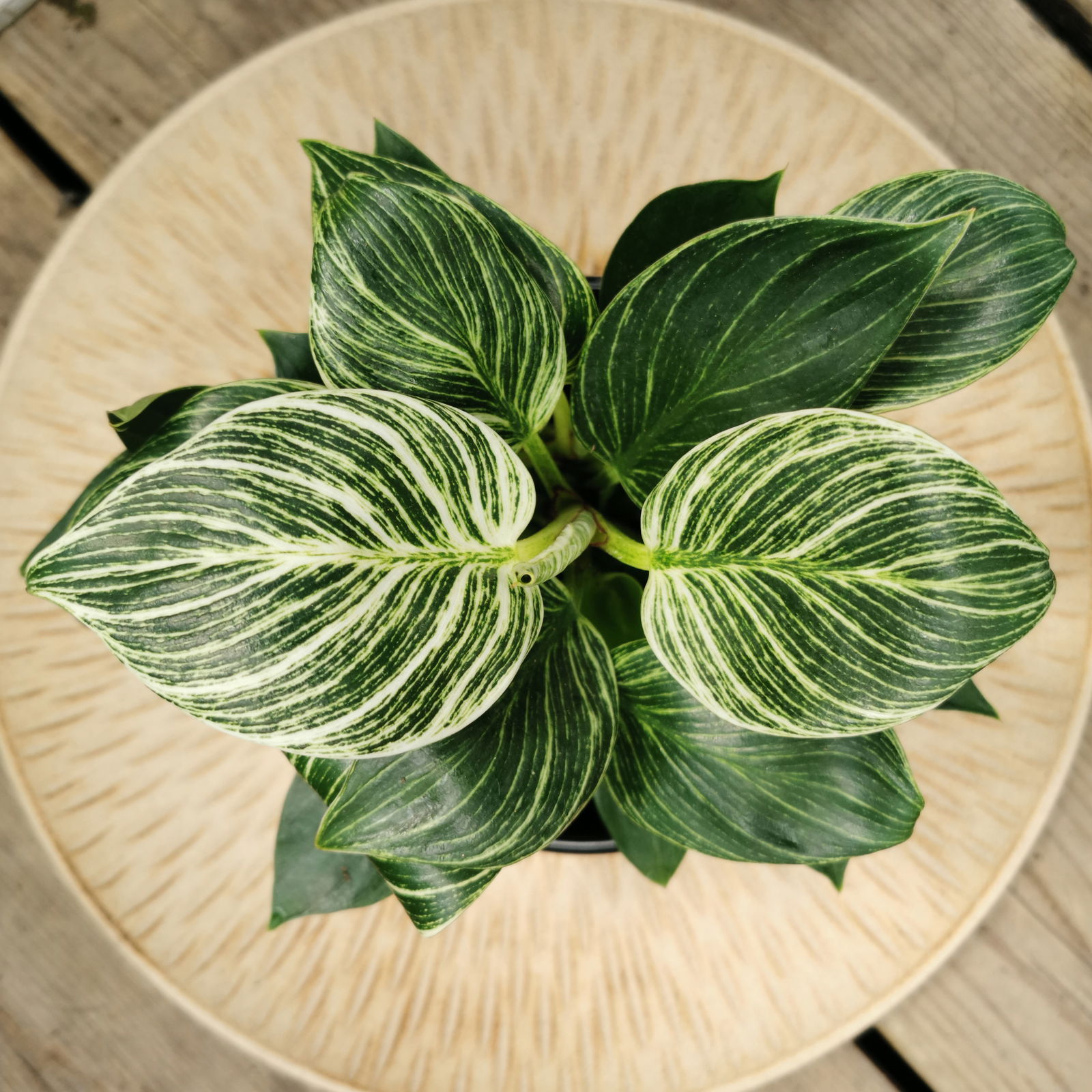 Philodendron 'White Measure', Topf-Ø 11 cm, Höhe ca. 20 cm