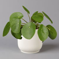 Pilea peperomioides in Übertopf Vibes weiß, Topf-Ø 12 cm, H: ca. 20 cm