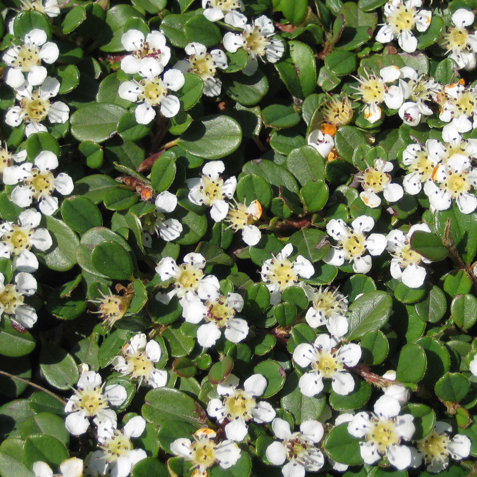 Cotoneaster dammeri 'Streibs Findling', Topf-Ø 9 cm, 12er-Set