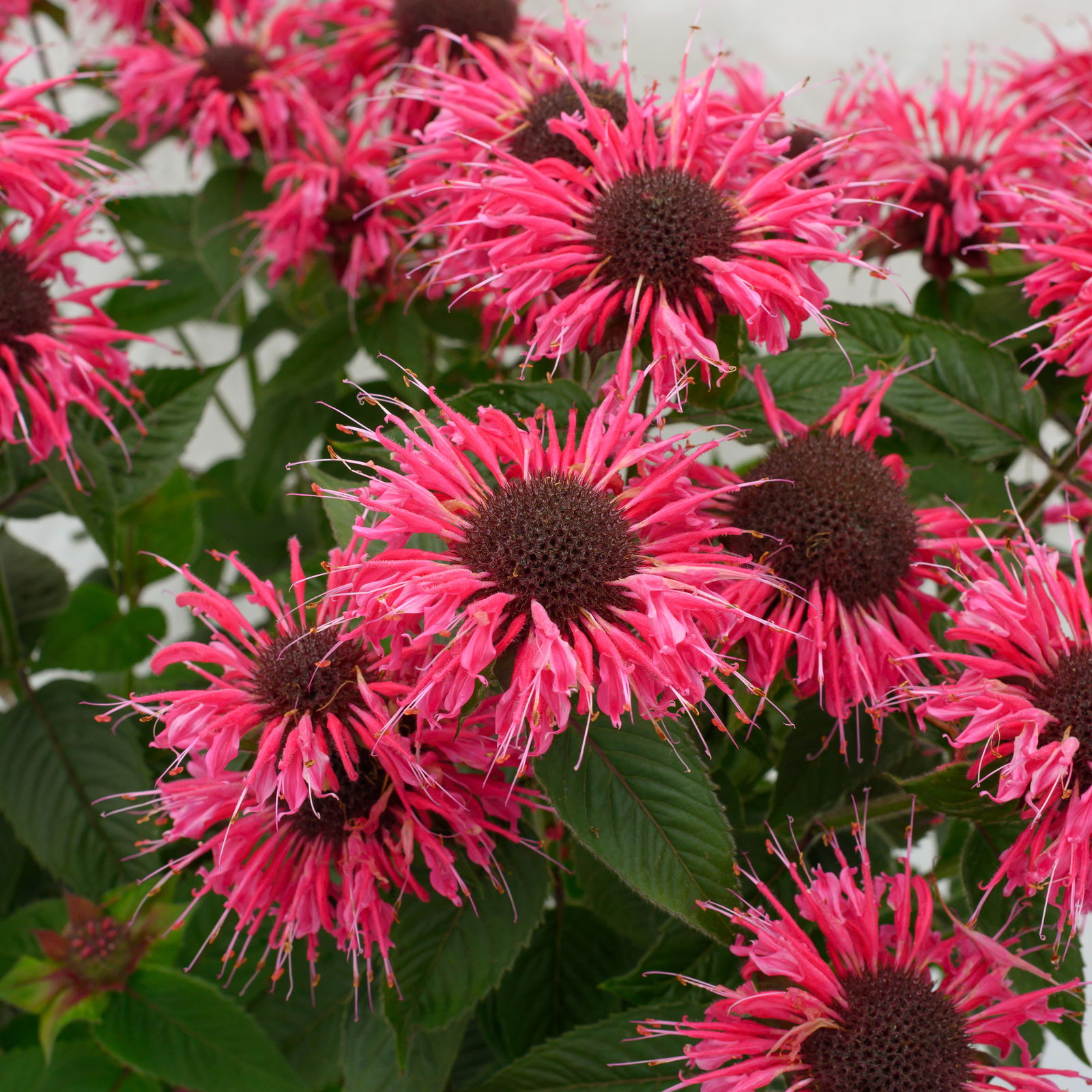 Indianernessel 'Melua Rose' rosarot, Höhe 50-60 cm, Topf 3 Liter