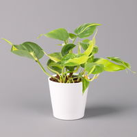 Philodendron 'Brasil' in Keramiktopf Dallas weiß, Topf-Ø 12 cm, 2er-Set