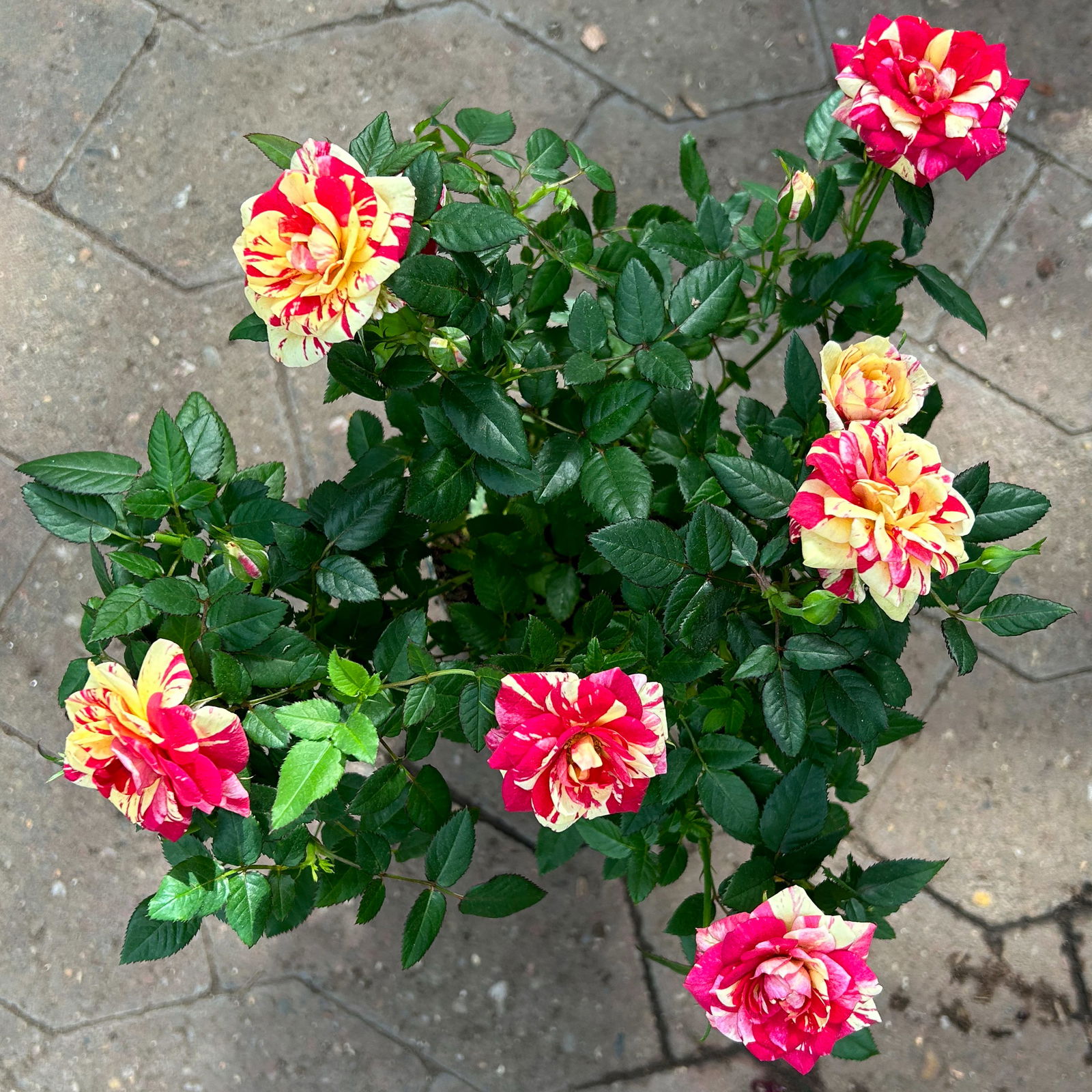 Rose 'Liss' rot-gelb, Topf-Ø 10,5 cm, 3er-Set