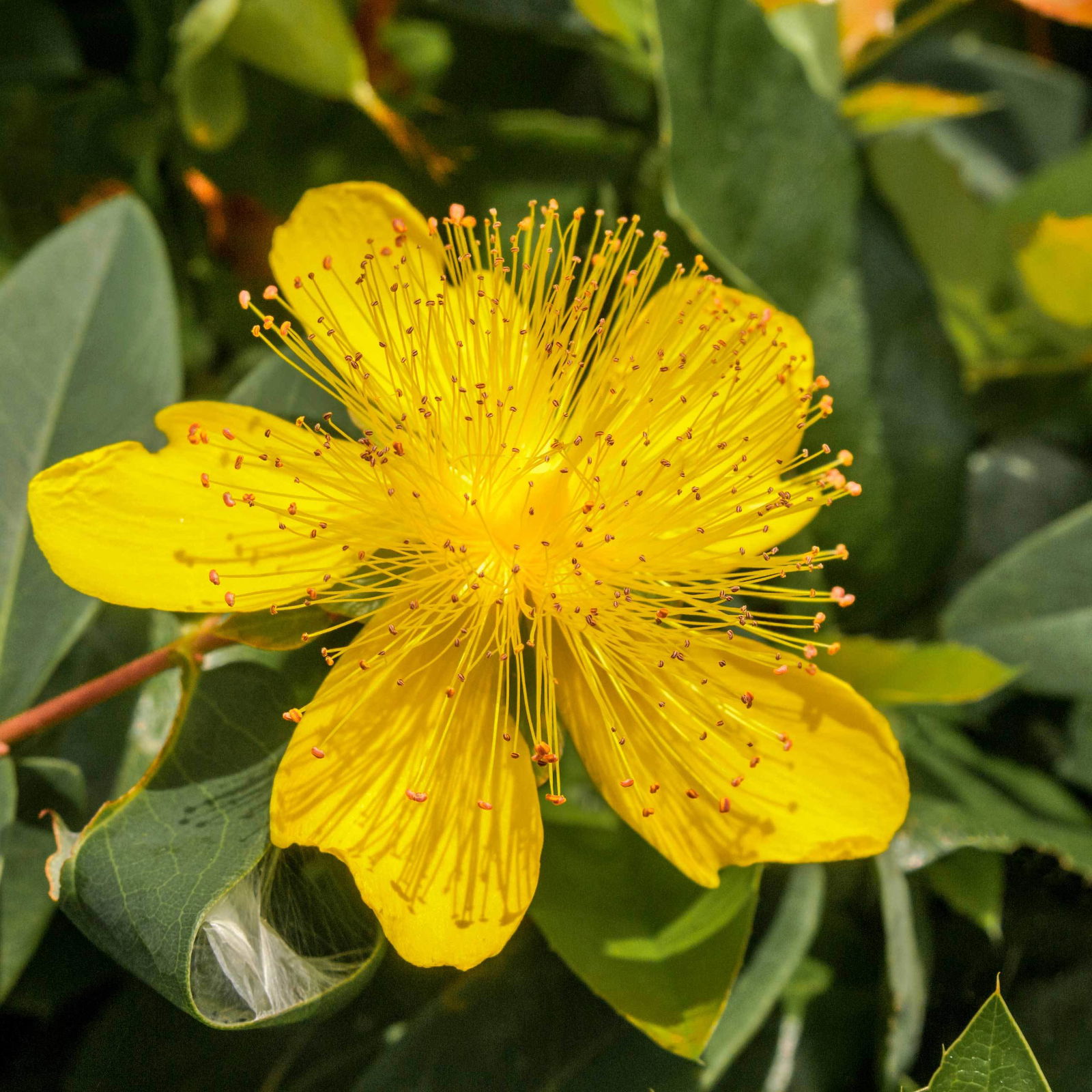 Hypericum 'Rose von Sharon', Topf-Ø 9 cm, 3er-Set