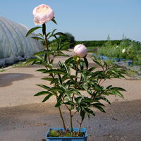 Pfingstrose, Paeonia lactiflora 'Shirley Temple', zartrosa, Topf 3 l