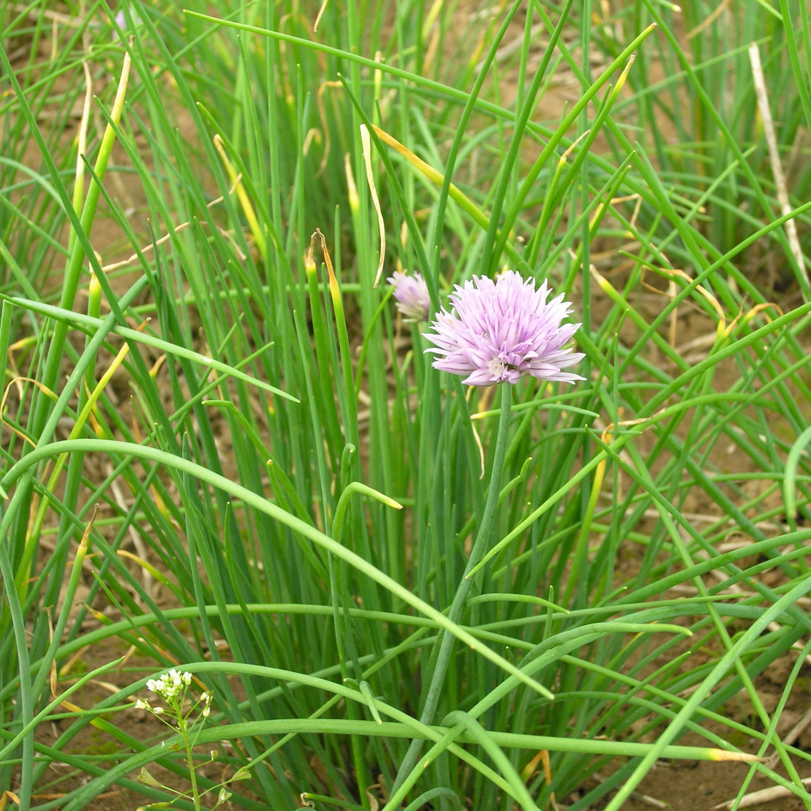 Saatgut, Schnittlauch 'Bellarisa'